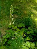 Aconitum lycoctonum