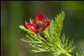 Adonis annua