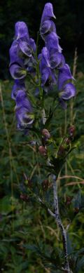 Aconitum variegatum  subsp. variegatum