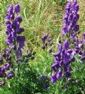 Aconitum tauricum