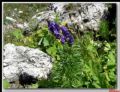 Aconitum napellus