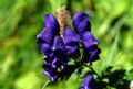 Aconitum napellus