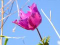 Anemone coronaria