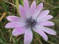 Anemone hortensis