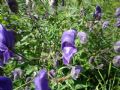 Aconitum degenii