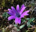 Anemone hortensis