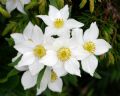 Anemonastrum narcissiflorum