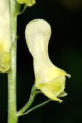 Aconitum lycoctonum