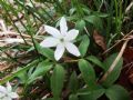 Anemonoides trifolia subsp. brevidentata