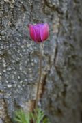 Anemone coronaria