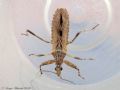 Oncocephalus pilicornis