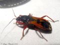 Ectomocoris ululans