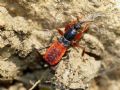 Ectomocoris ululans