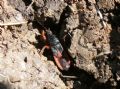 Ectomocoris cfr. ululans