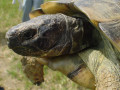 Reptilia