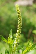 Reseda luteola