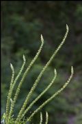 Reseda luteola