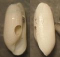 Cylichnina cfr. crebrisculpta