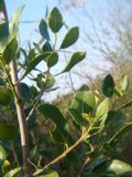 Rhamnus alaternus