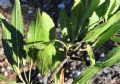 Rhamnus persicifolia