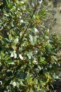 Rhamnus alaternus