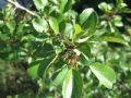 Rhamnus cathartica