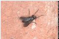 Melanophora roralis