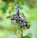 Paykullia nubilipennis