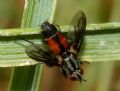 Stevenia sp.