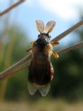 Ripiphorus subdipterus