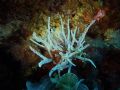 Chrysymenia ventricosa