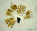 Rhoicosphenia abbreviata