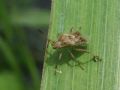 Stictopleurus crassicornis