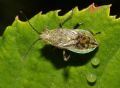 Stictopleurus cfr. crassicornis