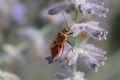 Corizus hyoscyami hyoscyami