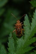 Stictopleurus abutilon