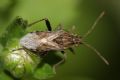 Stictopleurus abutilon/pictus