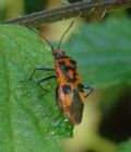 Corizus hyoscyami