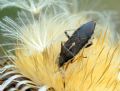 Maccevethus sp.