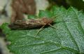 Rhyacophila sp.