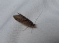 Rhyacophila  