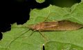 Rhyacophila sp.