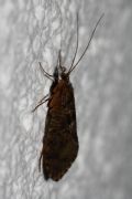 Rhyacophila sp.