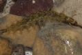 Rhyacophila sp.