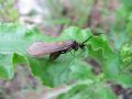 Rhyacophila dorsalis