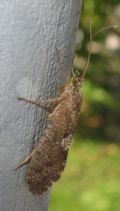 Rhyacophila sp.
