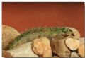 Rhyacophila occidentalis