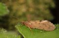 Rhyacophila sp.