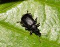 Deporaus betulae