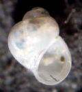 Rissoella inflata